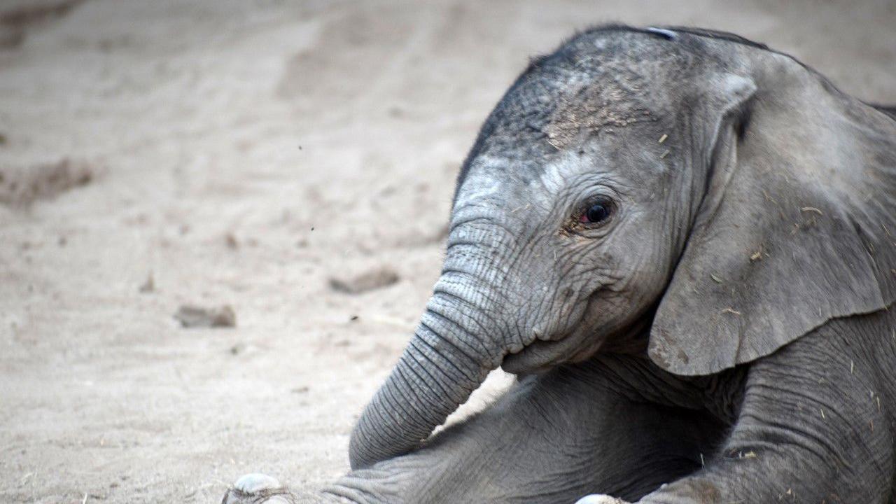 Ya sabemos cómo se llama la bebé elefanta de ճܳó